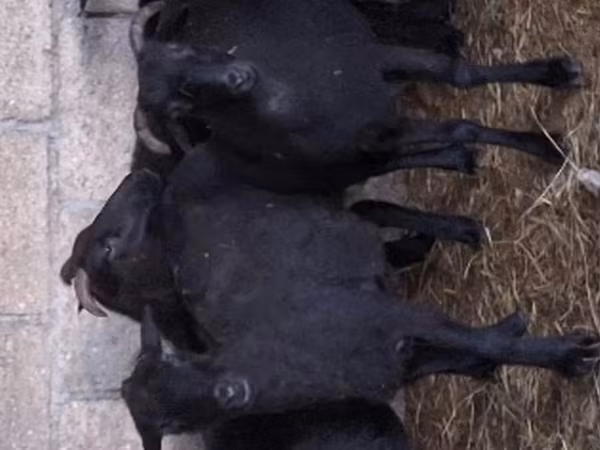 Sheep, Sheep — Russia