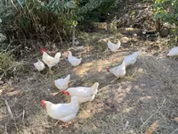 Leghorn — акс 6
