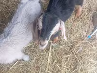 بز نر, Nubian Goat — عکس 1