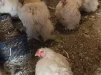 Chickens — լուսանկար 2