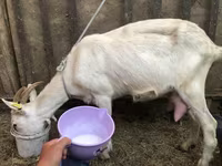 암염소, Saanen goat — 사진 1