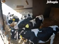 Býk, Russian Black pied cattle — foto 3