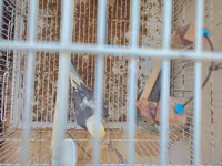 Nimfa (cockatiel) cütlüyü 0507335513 whatsapp - Növ: Nimfa — عکس 4