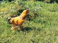 Brahma — foto 3