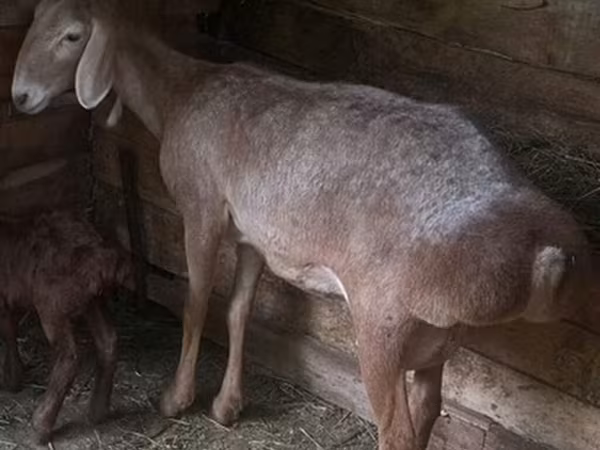 แกะตัวผู้, Afghan Arabi sheep
