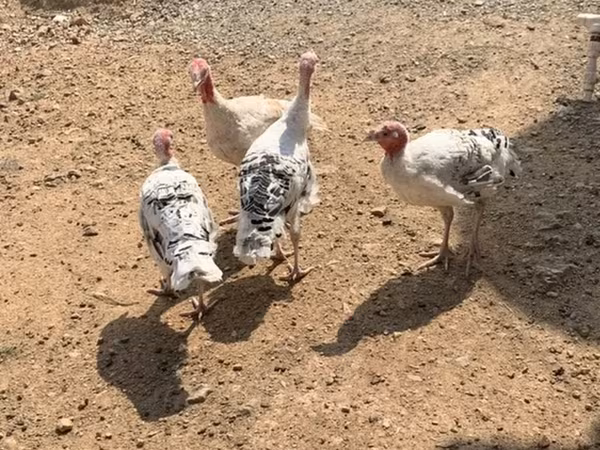 Turkeys