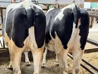 Vaca, Raza Holstein — foto 2