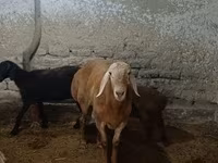 مینڈھا, Arashan sheep — تصویر 3