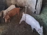 ወንድ አሣማ — ፎቶ 2