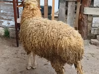 Ram, Schapen — foto 5