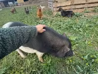Cabra, Cabras — foto 6