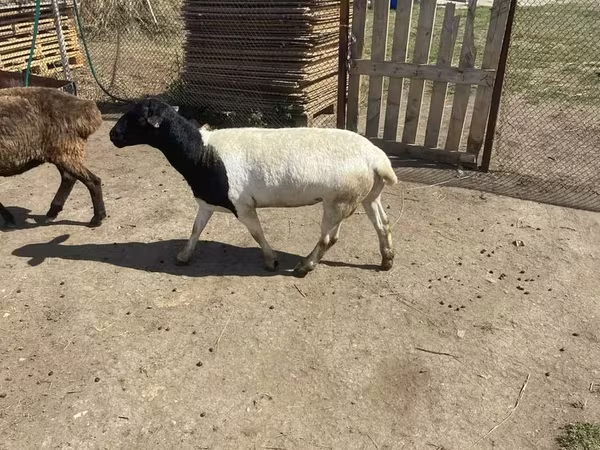 قوچ, Dorper sheep