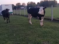 Krava, Simmental cattle — foto 6