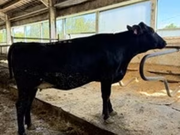 Holstein breed