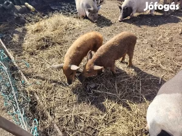 Babi betina, Мангалица