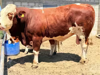 Tyre, Simmental cattle — foto 4