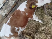 Krava, Simmental cattle — foto 3