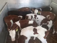 Touro, Vaca Limousine — foto 2