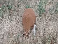 بھیڑ, Cameroon sheep — تصویر 3