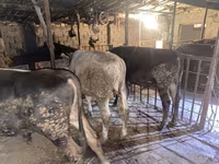 گاو نر, گاو — عکس 2