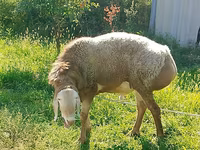 قوچ, Arashan sheep — عکس 2
