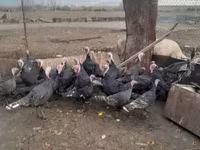 Turkeys — புகைப்படம் 1