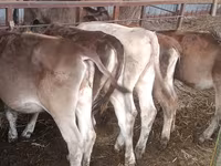 Ko, Simmental cattle — foto 7