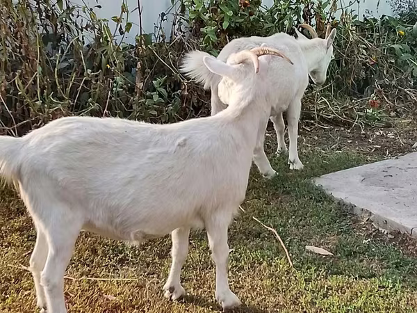 بکری, Saanen goat