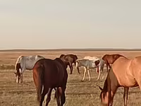 اسب نر, اسب — عکس 1