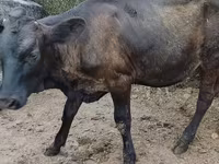 วัวตัวเมีย, Swiss cattle — รูปภาพ 4