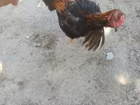 Chickens — عکس 1