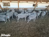 Vædder, Merino sheep — foto 3