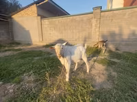 Buk, Saanen goat — foto 1