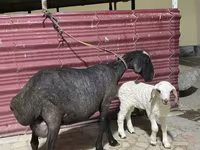 Biri-biri betina, Sheep — foto 4