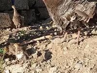स्लोवेनियन सिल्वर हेन — फ़ोटो 6