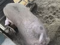Eber, Schweine — Foto 2