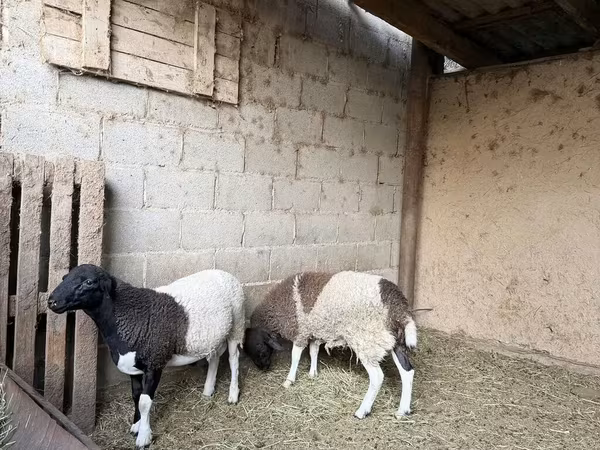 Ram, Dorper sheep — Kyrgyzstan