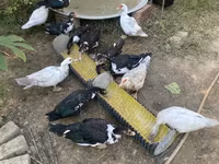 Ducks — 1 зураг