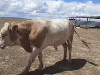 Bou, Simmental cattle — foto 2