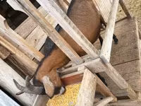 Koza, Alpine goat — foto 5