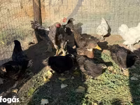 جرزی جاینت — عکس 5