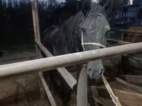 Էգ ձի, Budyonny horse — լուսանկար 6
