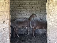 نعجة, Arashan sheep — الصورة 2
