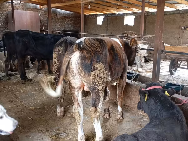 گاو نر, Swiss cattle