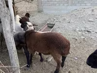 كبش, الأغنام — الصورة 8