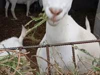 Capra, Saanen goat — foto 6