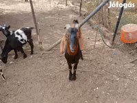 Ziegenbock, Nubian Goat — Foto 2