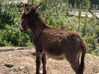 اسب نر, اسب — عکس 1