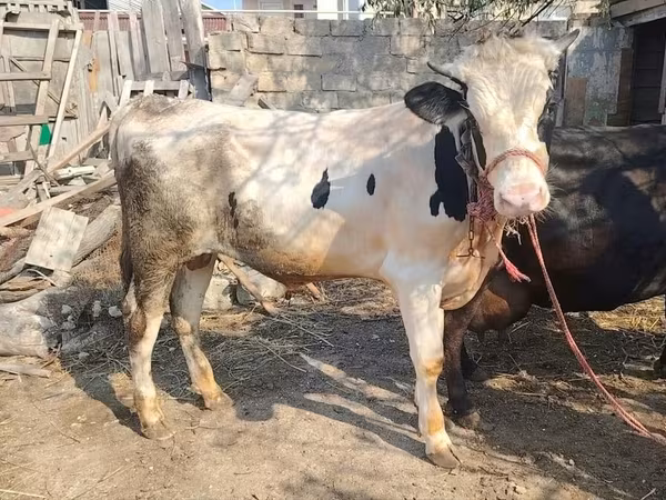 ষাঁড়, গরু