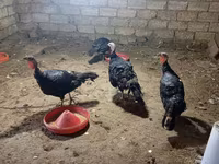 Turkeys — foto 3